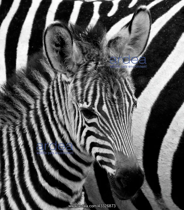 : Portrait of a zebra (Equus quagga). Close-up. Ke : Portrait of a zebra (Equus quagga). Close-up. Ke