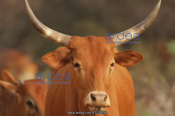  : Portrait of Zebu - Northern Senegal