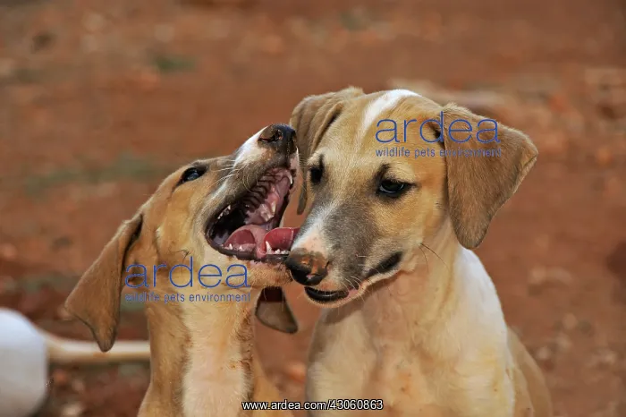: Portraits of Galgo puppies aged 2 months Spain : Portraits of Galgo puppies aged 2 months Spain