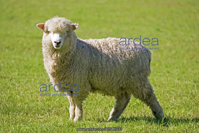  : Portraitunshorn Merino sheep