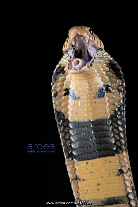 : Portrati of agreesive Forest cobra (Naja melanoleuca) : Portrati of agreesive Forest cobra (Naja melanoleuca)