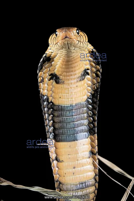 : Portrati of agreesive Forest cobra (Naja melanoleuca) : Portrati of agreesive Forest cobra (Naja melanoleuca)