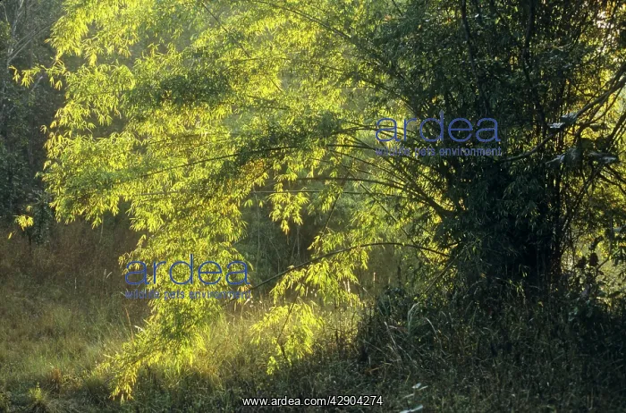 : Portriat of a Bamboo tree : Portriat of a Bamboo tree