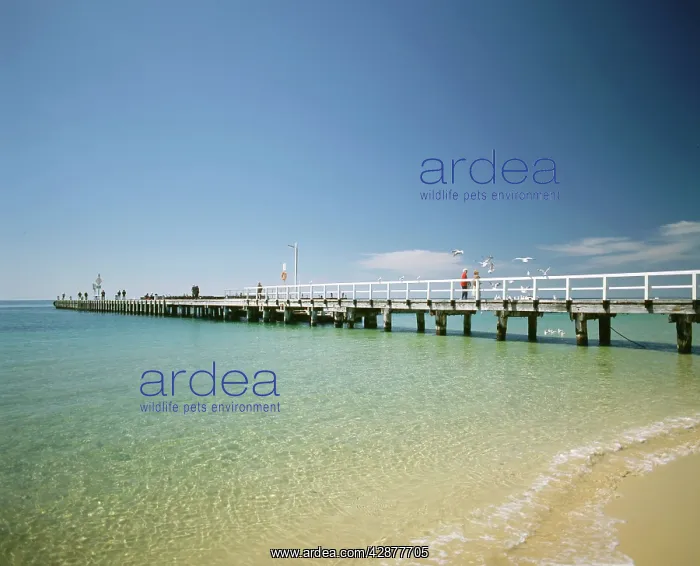 : Portsea Pier Victoria : Portsea Pier Victoria