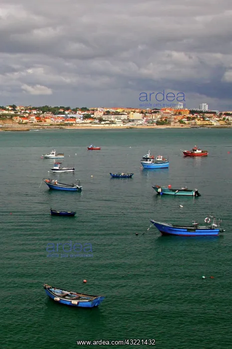 : Portugal, Cascais. Fishing boats anchored : Portugal, Cascais. Fishing boats anchored