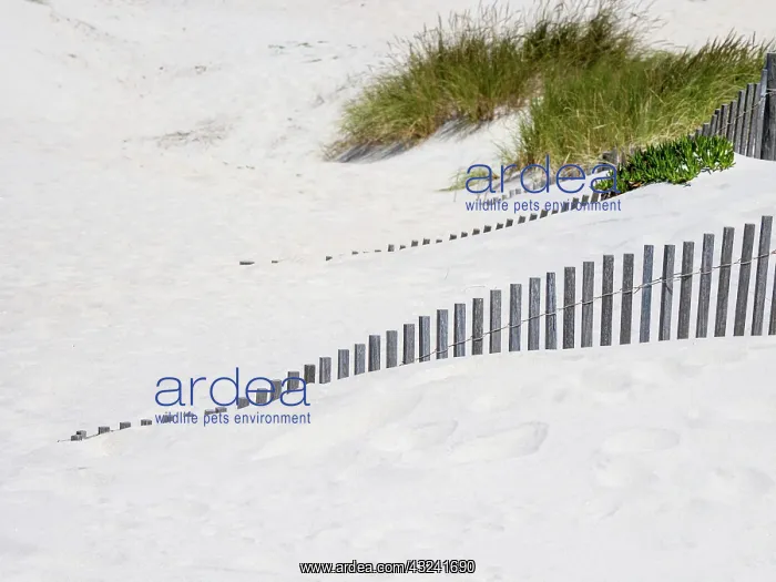 : Portugal, Costa Nova. Beach grass, sand and old : Portugal, Costa Nova. Beach grass, sand and old