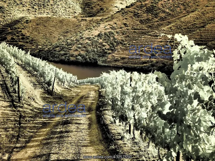 : Portugal, Douro Valley. Backcountry road through : Portugal, Douro Valley. Backcountry road through
