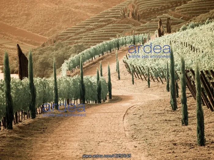 : Portugal, Douro Valley. Backcountry road through : Portugal, Douro Valley. Backcountry road through