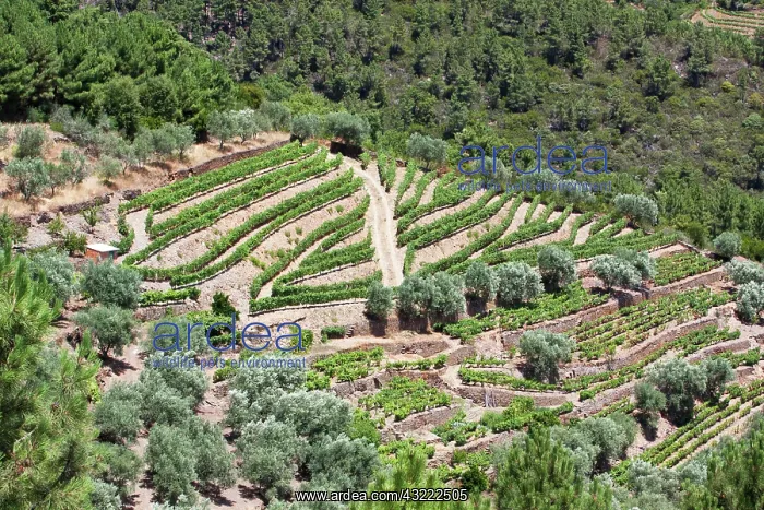 : Portugal, Douro Valley, Pinhao. The vineyards : Portugal, Douro Valley, Pinhao. The vineyards