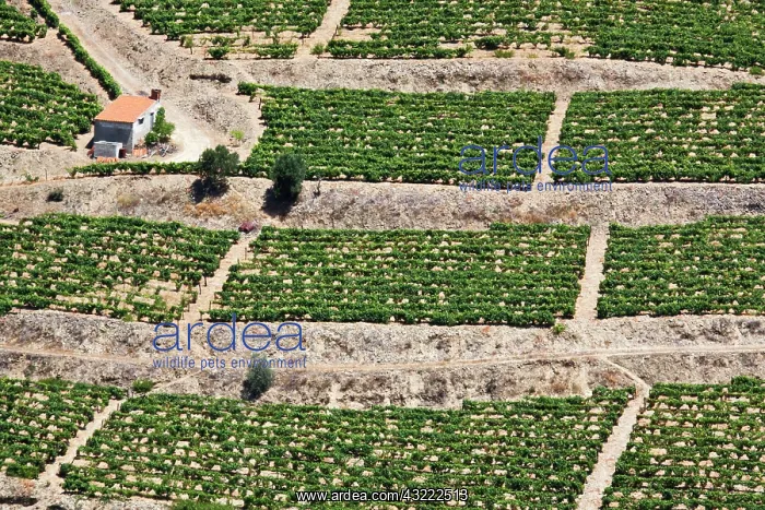 : Portugal, Douro Valley, Pinhao. The vineyards : Portugal, Douro Valley, Pinhao. The vineyards