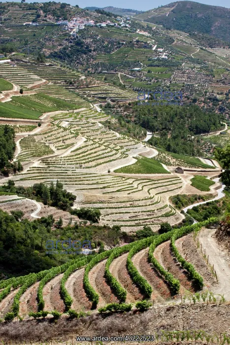 : Portugal, Douro Valley, Pinhao. The vineyards : Portugal, Douro Valley, Pinhao. The vineyards