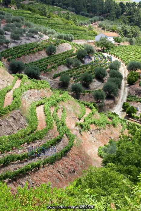 : Portugal, Douro Valley, Pinhao. The vineyards : Portugal, Douro Valley, Pinhao. The vineyards