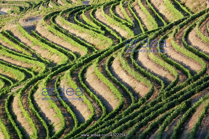 : Portugal, Douro Valley, Pinhao. The vineyards : Portugal, Douro Valley, Pinhao. The vineyards