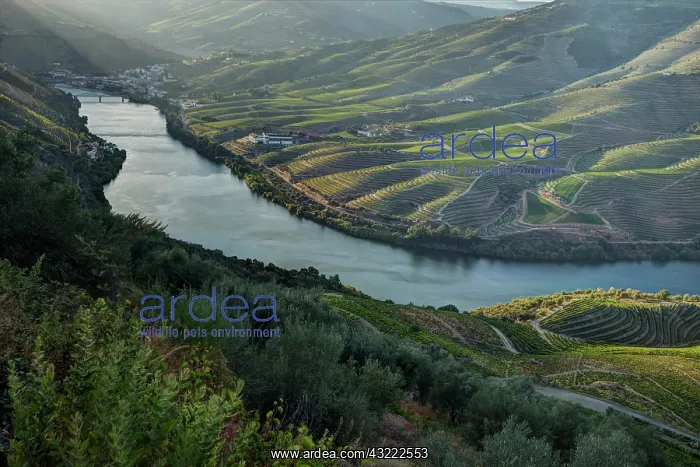  : Portugal, Douro Valley, Pinhao. The vineyards