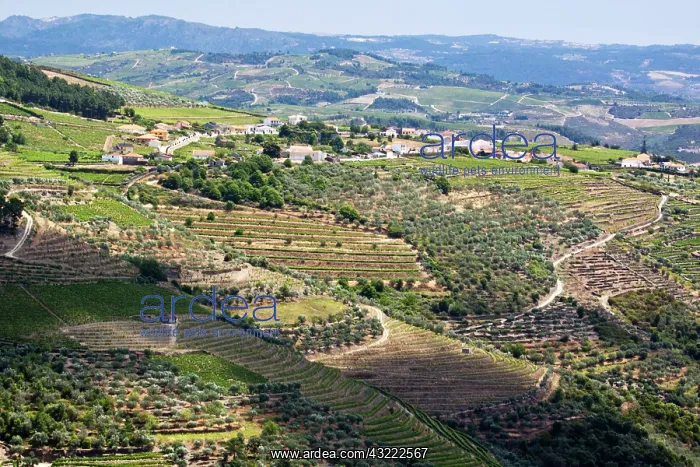  : Portugal, Douro Valley, Pinhao. The vineyards