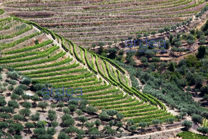 : Portugal, Douro Valley, Pinhao. The vineyards : Portugal, Douro Valley, Pinhao. The vineyards