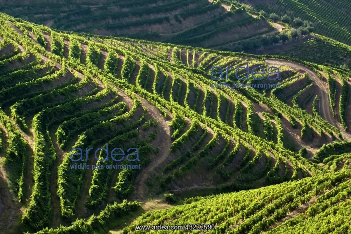 : Portugal, Douro Valley, Pinhao. The vineyards : Portugal, Douro Valley, Pinhao. The vineyards