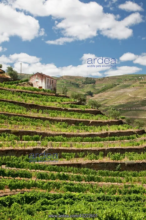: Portugal, Douro Valley, Pinhao. The vineyards : Portugal, Douro Valley, Pinhao. The vineyards