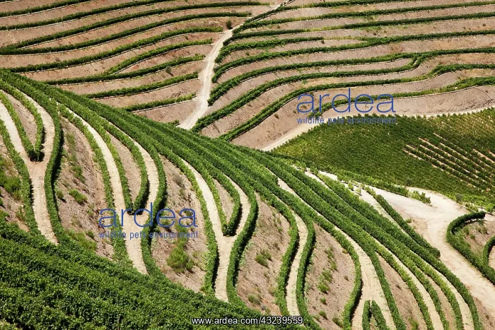 : Portugal, Douro Valley, Pinhao. The vineyards : Portugal, Douro Valley, Pinhao. The vineyards