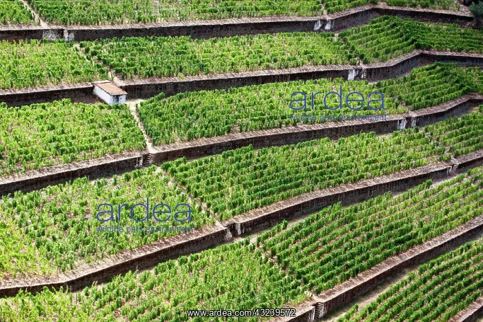 : Portugal, Douro Valley, Pinhao. The vineyards : Portugal, Douro Valley, Pinhao. The vineyards