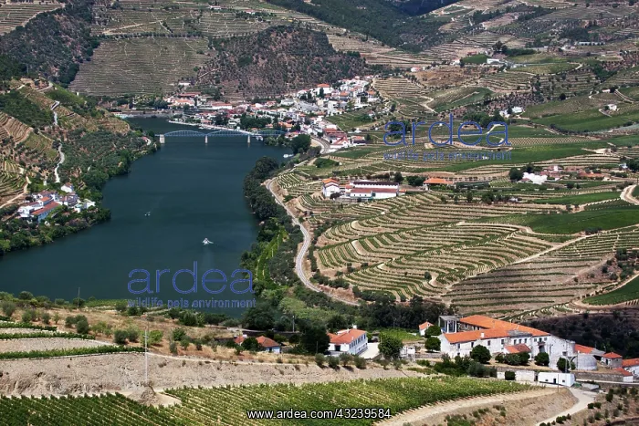: Portugal, Douro Valley, Pinhao. The vineyards : Portugal, Douro Valley, Pinhao. The vineyards