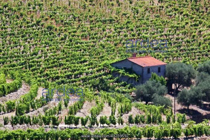 : Portugal, Douro Valley, Pinhao. The vineyards : Portugal, Douro Valley, Pinhao. The vineyards