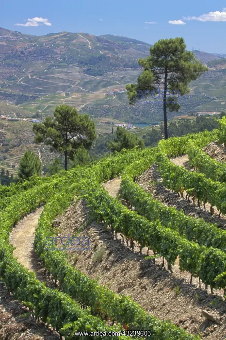 : Portugal, Douro Valley, Pinhao. The vineyards : Portugal, Douro Valley, Pinhao. The vineyards
