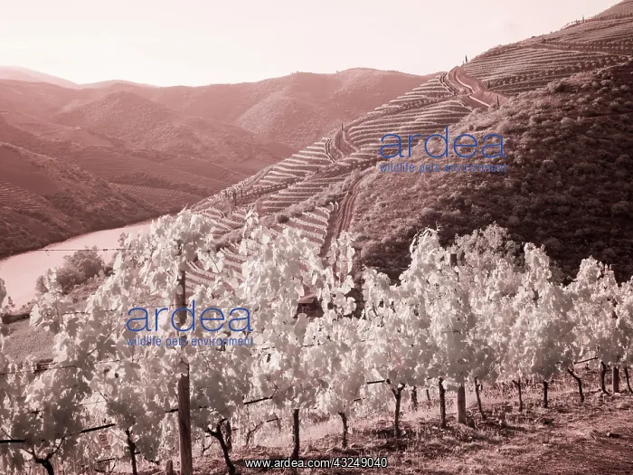 : Portugal, Douro Valley. Vineyards draping the hills : Portugal, Douro Valley. Vineyards draping the hills