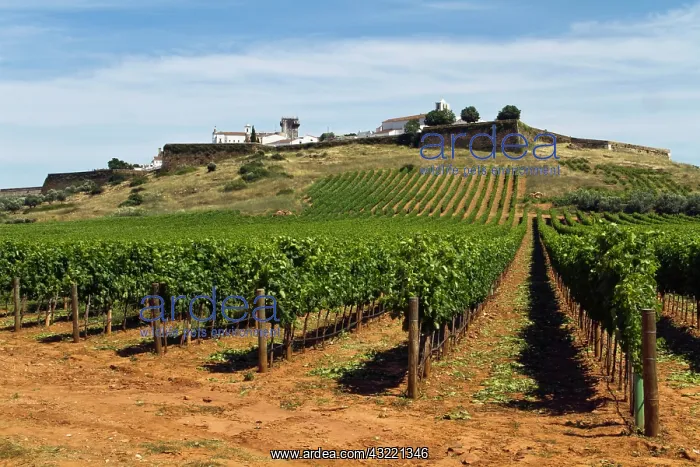 : Portugal, Estremoz. Vineyards in the Alentejo : Portugal, Estremoz. Vineyards in the Alentejo