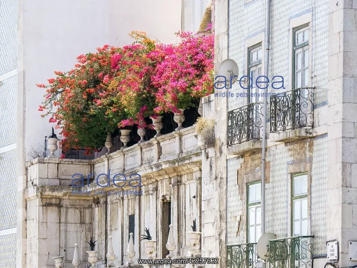  : Portugal, Lisbon. Colorful Bougainvillea trailing