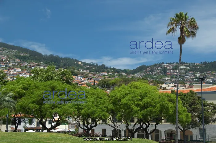 : Portugal, Madeira Island, Funchal : Portugal, Madeira Island, Funchal