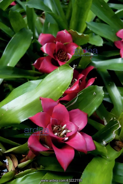 : Portugal, Madeira Island, Funchal. Botanical : Portugal, Madeira Island, Funchal. Botanical