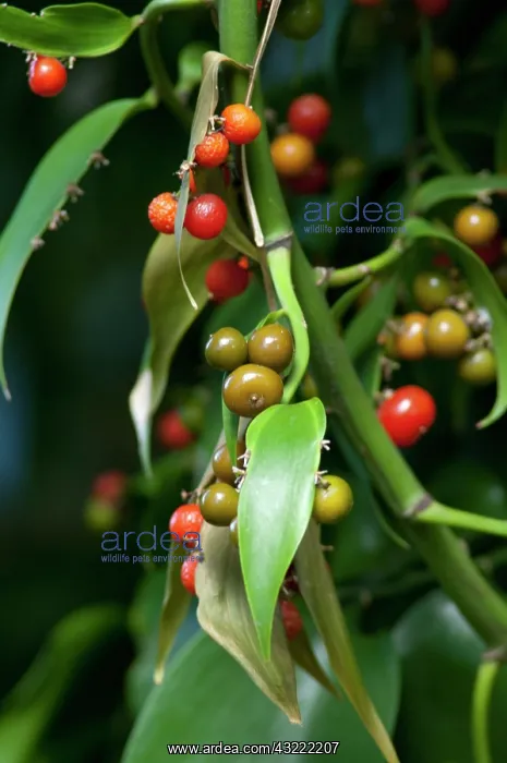 : Portugal, Madeira Island, Funchal. Botanical : Portugal, Madeira Island, Funchal. Botanical