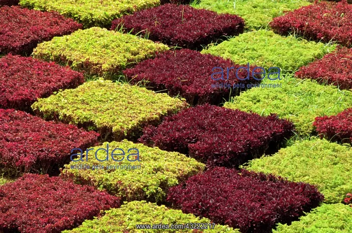 : Portugal, Madeira Island, Funchal. Botanical : Portugal, Madeira Island, Funchal. Botanical