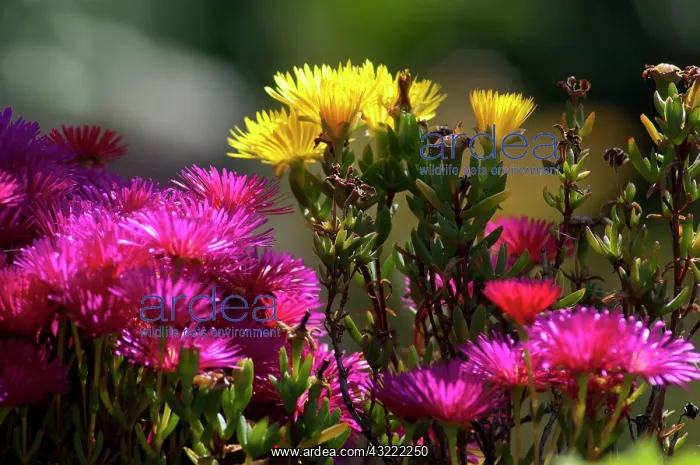 : Portugal, Madeira Island, Funchal. Botanical : Portugal, Madeira Island, Funchal. Botanical