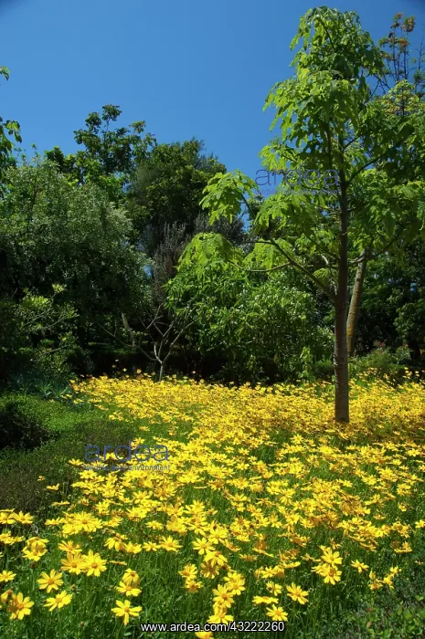  : Portugal, Madeira Island, Funchal. Botanical