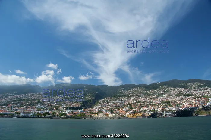: Portugal, Madeira Island, Funchal. Scenic : Portugal, Madeira Island, Funchal. Scenic