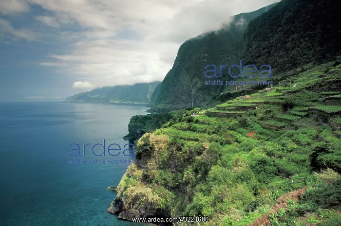 : Portugal, Madeira, Seixal. Terraced vineyards : Portugal, Madeira, Seixal. Terraced vineyards