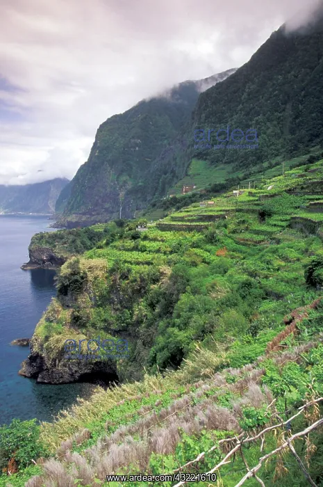 : Portugal, Madeira, Seixal. Terraced vineyards : Portugal, Madeira, Seixal. Terraced vineyards