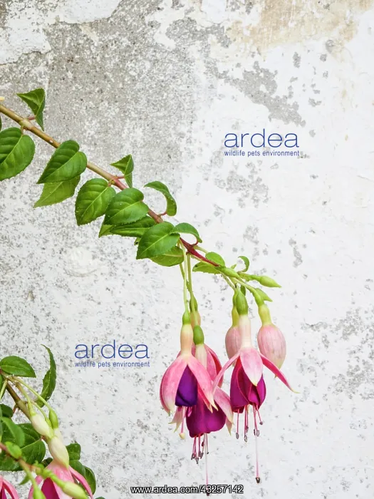 : Portugal, Obidos. Colorful fuchsia hanging against : Portugal, Obidos. Colorful fuchsia hanging against