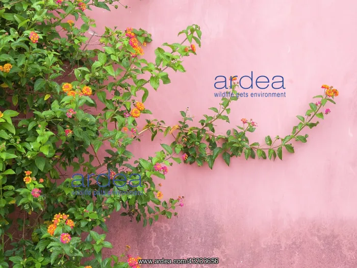  : Portugal, Obidos. Colorful lantana vine growing