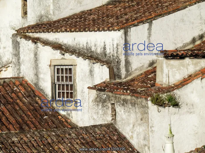 : Portugal, Obidos. Elevated view of the town of Obidos : Portugal, Obidos. Elevated view of the town of Obidos