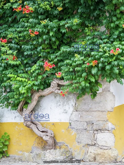  : Portugal, Obidos. Large trumpet vine growing against