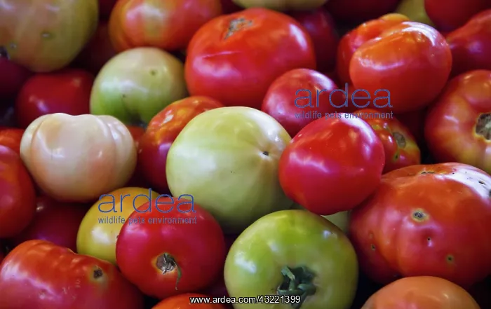 : Portugal, Olhao. Produce in a public market : Portugal, Olhao. Produce in a public market