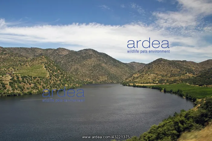 : Portugal, Porto. Vineyards along the Douro : Portugal, Porto. Vineyards along the Douro