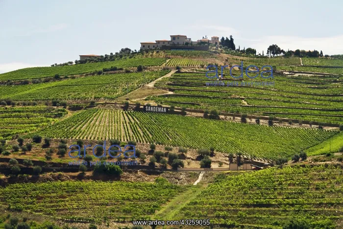 : Portugal, Porto. Vineyards along the Douro : Portugal, Porto. Vineyards along the Douro