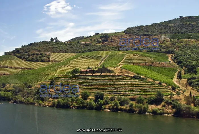 : Portugal, Porto. Vineyards along the Douro : Portugal, Porto. Vineyards along the Douro