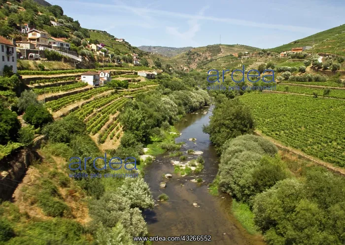 : Portugal, Porto. Vineyards along the Douro : Portugal, Porto. Vineyards along the Douro