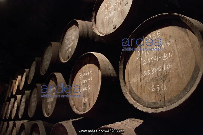 : Portugal, Porto. Wooden barrels of Port : Portugal, Porto. Wooden barrels of Port