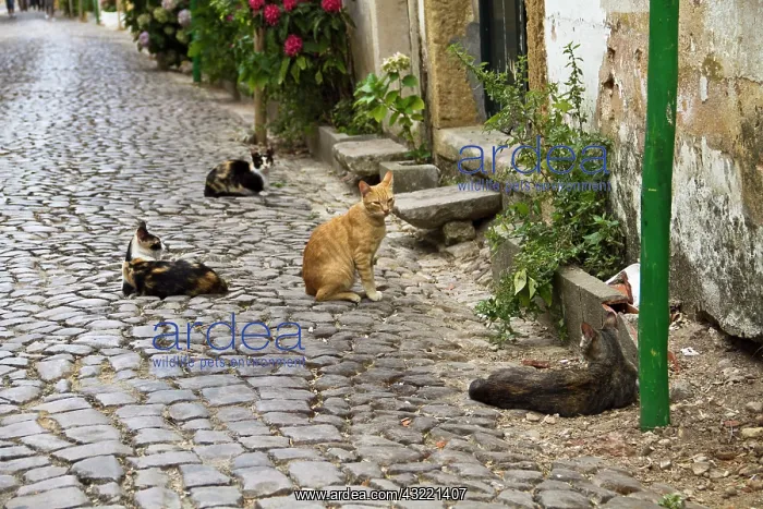 : Portugal, Tomar. Cats on a street in Tomar : Portugal, Tomar. Cats on a street in Tomar